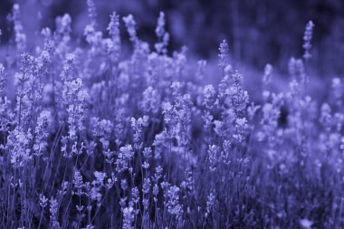 Lavanta tarlasında güzel lavanta çiçekleri. Mor renkli renkli tonlu bir görüntü. Çok Peri. kopyalama alanı. Yüksek kalite fotoğraf