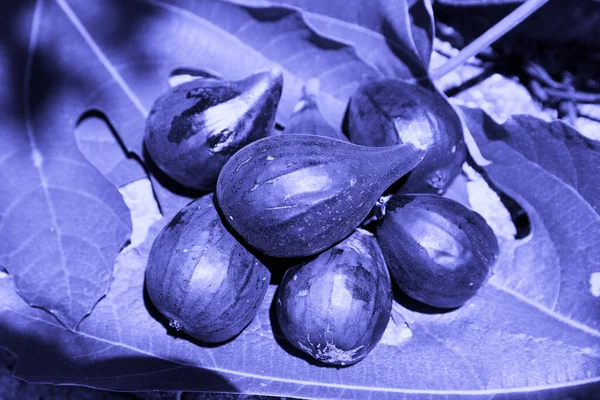 Fruity Fig Fruits Lie Leaves Fig Tree Trendy Purple Tint — Stock Photo, Image