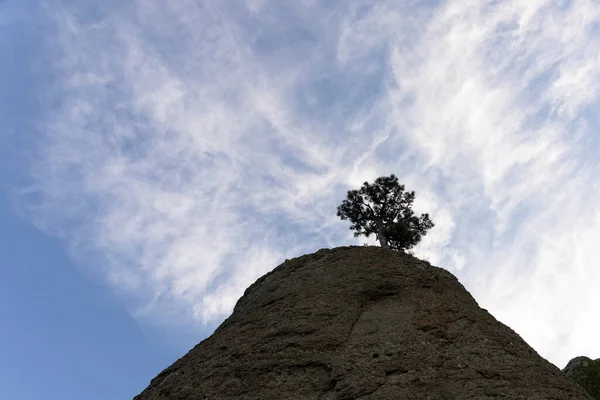 Einsamer Baum Auf Einem Felsen Vor Blauem Himmel Mit Wolken — Stockfoto