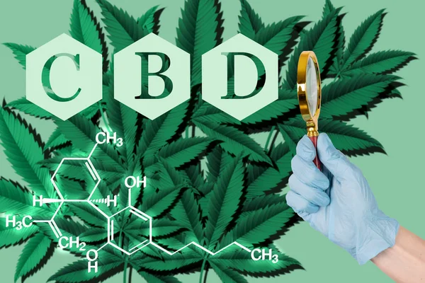 칸나비디올 Cbd 공식은 마리화나 있으며 확대경을 의사의 화학제품 포스터 고품질 — 스톡 사진