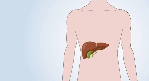 Icono Del Hígado Cuerpo Humano Silueta Anatómica Masculina Con Órgano — Vector de stock