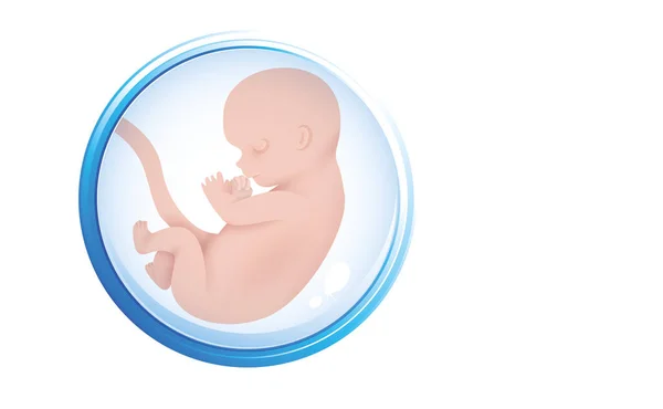 子宮内の人間の胚 羊水中の胚アイコン 白い背景に隔離されています コピースペース ベクターイラスト — ストックベクタ