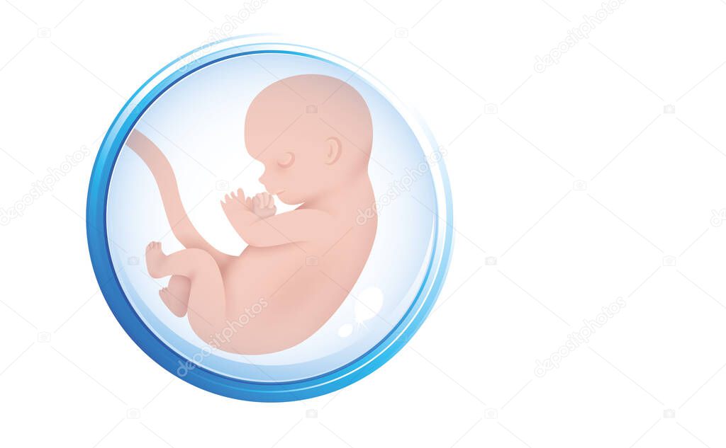 Human embryo in the womb. Embryo icon in amniotic fluid. Isolated on a white background. copy space. Vector illustration