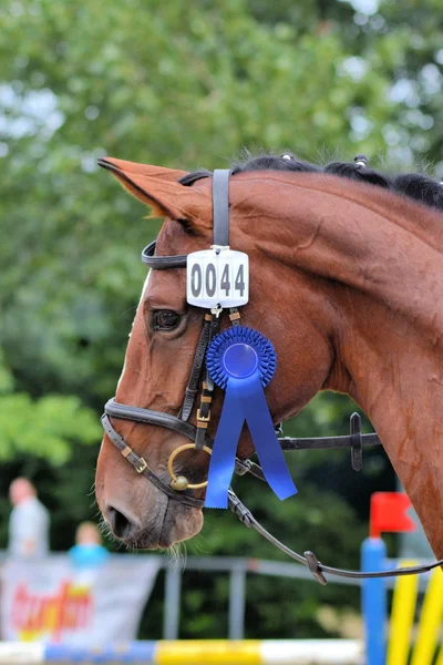 Cabeça de cavalo — Fotografia de Stock