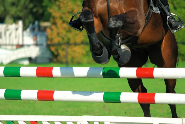 Springen paard — Stockfoto