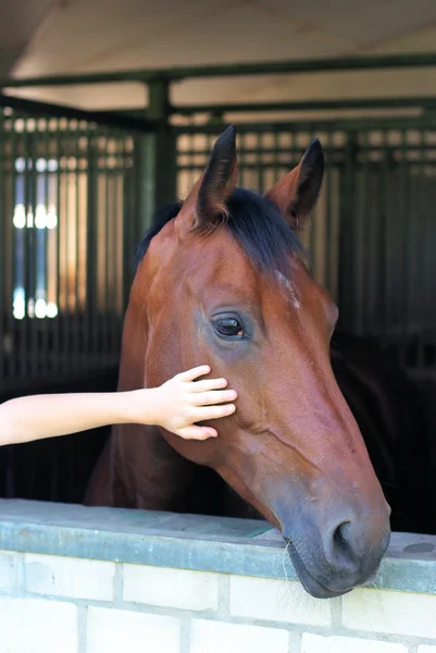 Cabeza de caballo —  Fotos de Stock