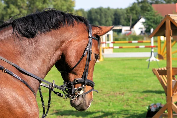 Cabeza de caballo —  Fotos de Stock