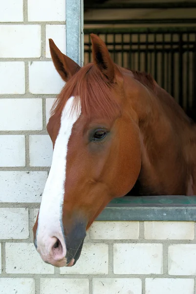 Cabeça de cavalo — Fotografia de Stock