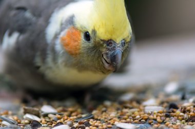 renkli cocktiel