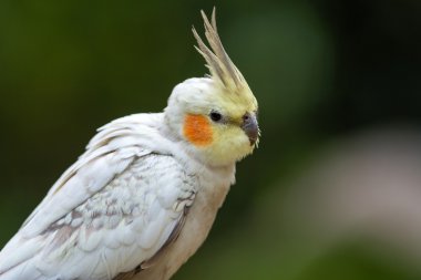 Cocktiel