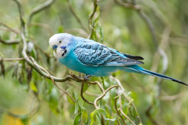 Canary bird — Stock Photo, Image