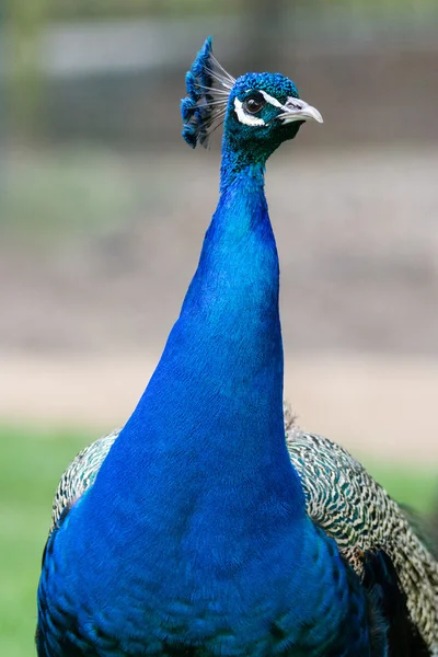 Peacock — Stock Photo, Image