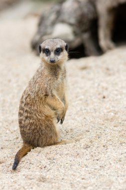 tatlı fundalıklardır