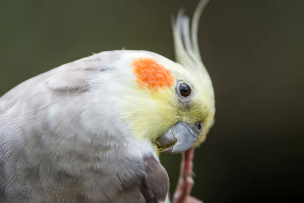 renkli cocktiel