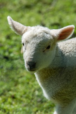 koyun-bebek