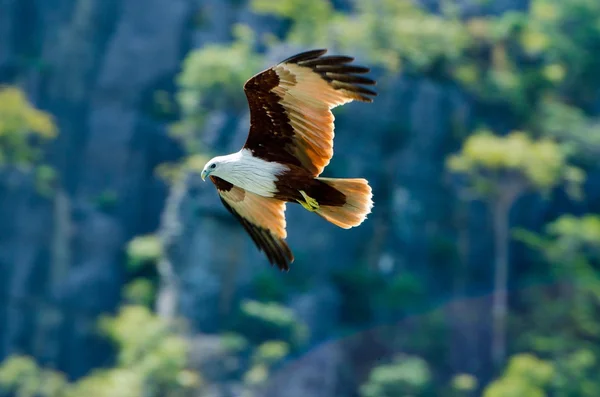 Eagle flying — Stock Photo, Image