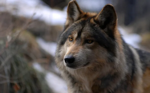 Loup en lieu naturel Images De Stock Libres De Droits