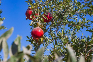 Olgun nar ağacının meyveleri dallara sarkıyor. İsrail