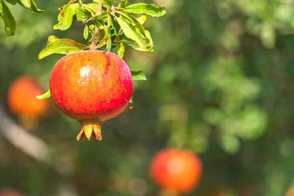 Mogna frukter av granatäpple träd närbild hängande på grenar. Israel — Stockfoto