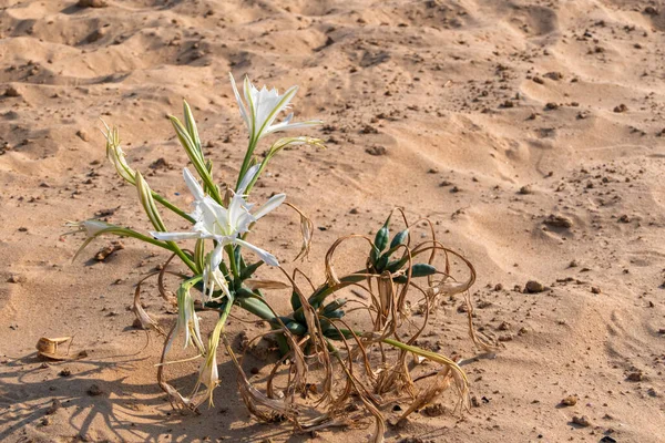 Нежные белые цветы Шароны лилия, морской нарцисс, песчаная лилия крупным планом. Израиль — стоковое фото