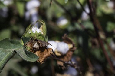 Tarım pamuğu tarlası manzarası. Pamuklu beyaz pamuğa sarılı tohum kutularını aç. İsrail