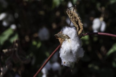 Tarım pamuğu tarlası manzarası. Pamuklu beyaz pamuğa sarılı tohum kutularını aç. İsrail