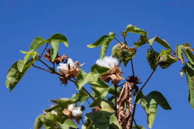 Tarım pamuğu tarlası manzarası. Pamuklu beyaz pamuğa sarılı tohum kutularını aç. İsrail