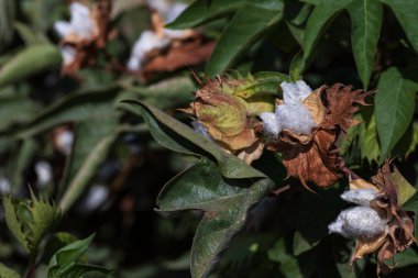 Tarım pamuğu tarlası manzarası. Pamuklu beyaz pamuğa sarılı tohum kutularını aç. İsrail