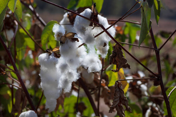 View of an agricultural cotton field. Open boxes of cotton with seeds wrapped in white fluffy cotton wool. Israel