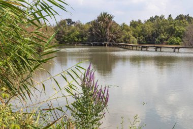Suyun içinde yansıyan bulutlarla çevrili bir gölet manzarası.