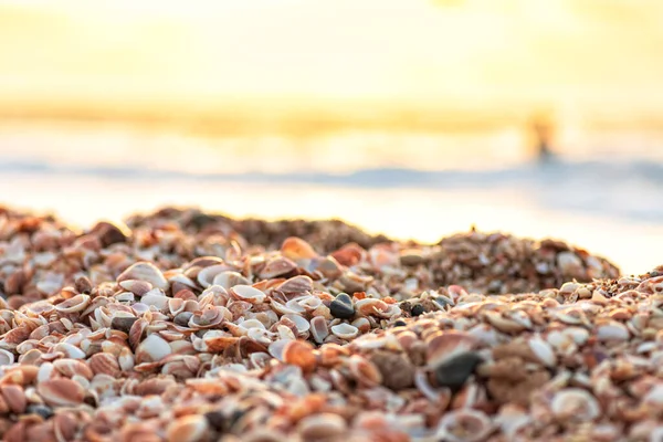 Zonsondergang aan de Middellandse Zee. Kust met hopen schelpen. De zonnestralen worden weerspiegeld in het water. — Stockfoto