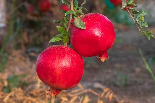 Mogna frukter av granatäpple träd närbild hängande på grenar. Israel — Stockfoto