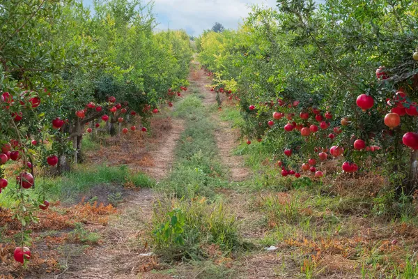 Pomegranate orchard with rows of trees with ripe fruits on the branches. Israel — Stock Photo, Image
