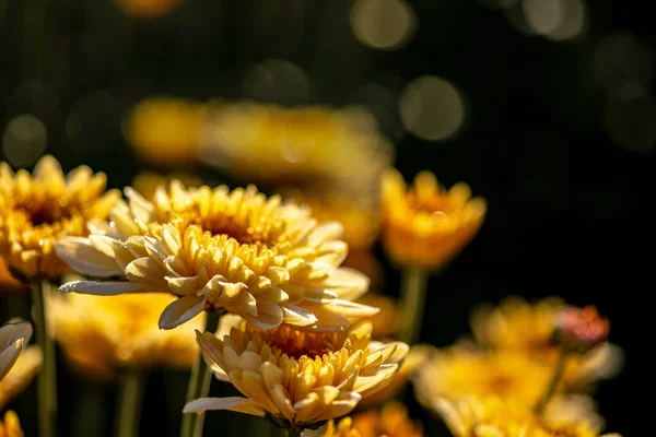 花瓣上有露珠的菊花绽放的黄色花朵 背景模糊不清 有选择的重点 — 图库照片