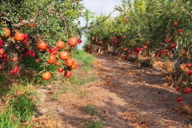 Dallarında olgunlaşmamış nar ve nar ağaçları olan meyve bahçesinin manzarası. Seçici odaklanma. İsrail