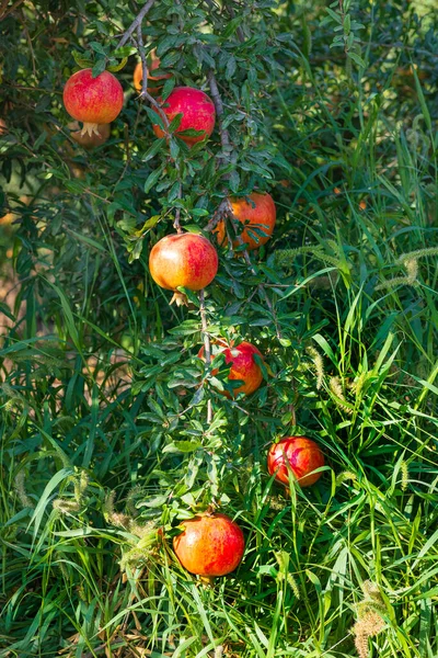 Mogna Frukter Granatäppleträd Tätt Hängande Grenar Israel — Stockfoto