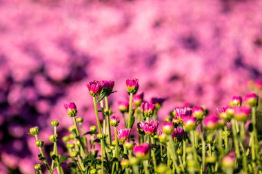 Ekilmiş kasımpatı çiçeği tomurcukları. Arka plandaki yaprakların üzerindeki çiğ damlalarıyla yakın plan. Seçici odak
