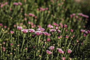 Ekilmiş kasımpatı çiçeği tomurcukları. Arka plandaki yaprakların üzerindeki çiğ damlalarıyla yakın plan. Seçici odak