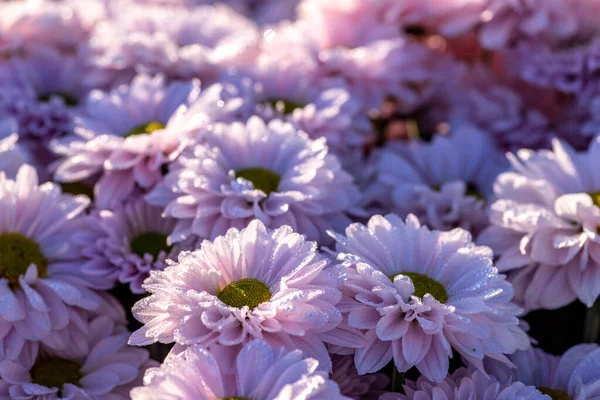 Розовые Цветы Выращиваемой Хризантемы Крупным Планом Капельками Росы Лепестках Селективный — стоковое фото