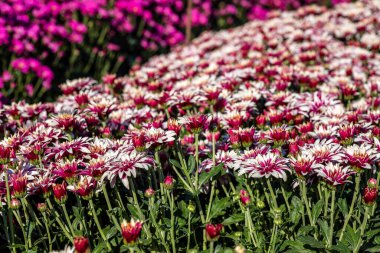 Ekilmiş kasımpatının pembe çiçekleri yaprakların üzerindeki çiy damlalarıyla kaplıdır. Seçici odak