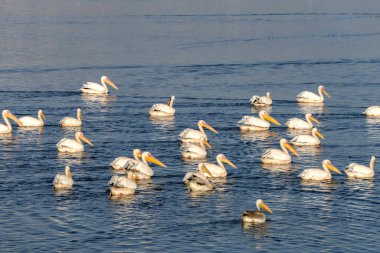 Kış göçü sırasında pelikanların dinlendiği yapay bir göl manzarası. İsrail