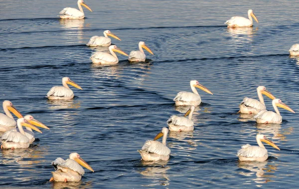 Vista de uma lagoa artificial com pelicanos descansando durante a migração de inverno. Israel — Fotografia de Stock