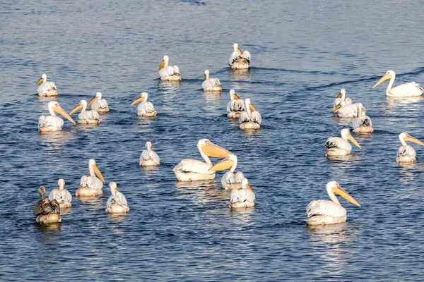 Kış göçü sırasında pelikanların dinlendiği yapay bir göl manzarası. İsrail