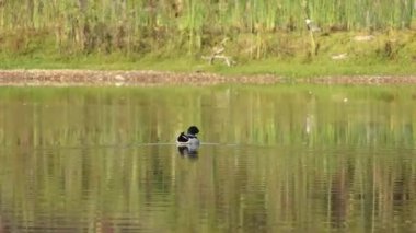 Şehir göletinin yüzeyinde yüzen yaban ördeği kuşunun renkli yakın çekimi