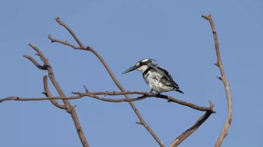 Pied Kingfisher kuşu yakın bir dalda oturuyor. İsrail