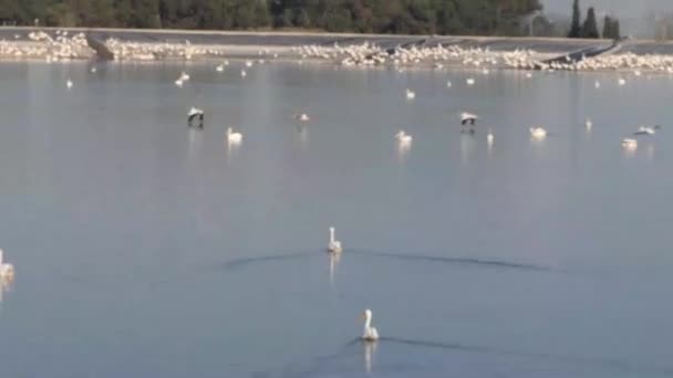 Pelicanos Nadando Lagoa Voando Acima Água Durante Migração — Vídeo de Stock