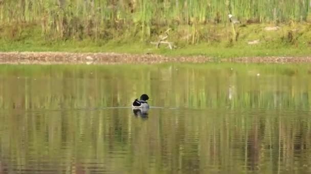 Colorful Closeup Mallard Bird Floating Surface Water City Pond — Stock Video