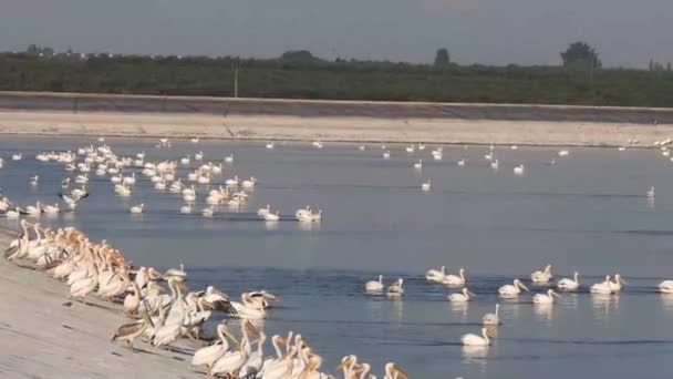 Pelicans Berenang Kolam Dan Terbang Atas Air Selama Migrasi Mereka — Stok Video