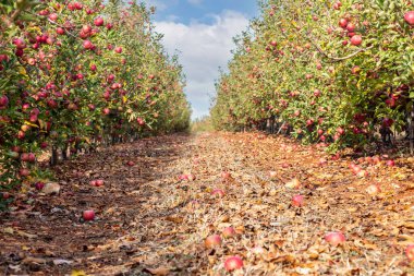 Elma ağaçlarıyla dolu olgun elmalarla dolu bir meyve bahçesi. Hasat et. Golan Tepeleri. İsrail