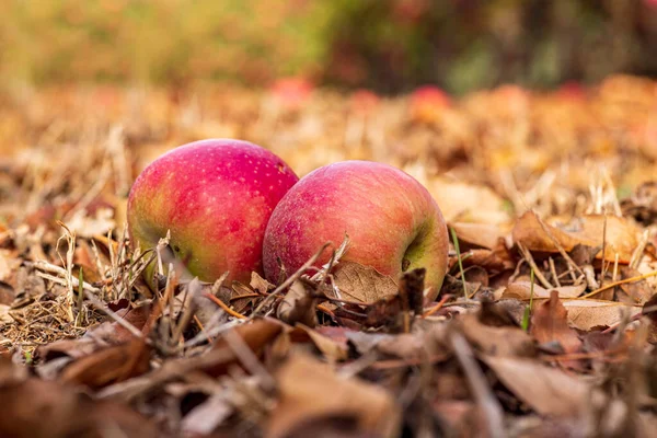 Érett vörös alma közelkép a földön között száraz levelek. Szelektív fókusz — Stock Fotó